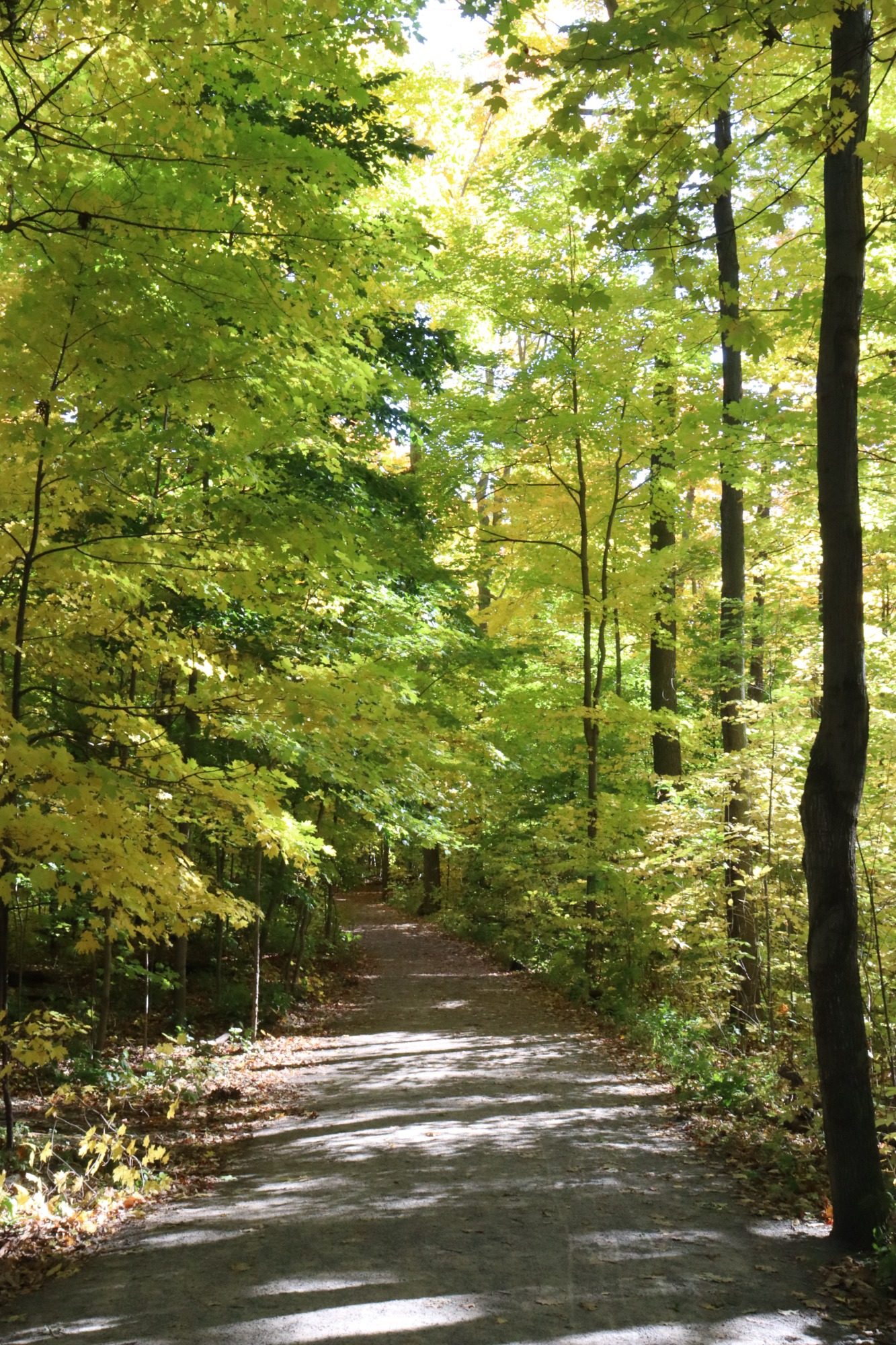 Waldweg Ein Weg durch den Wald. Leuchtend grüne Blätter wachsen an den Bäumen.